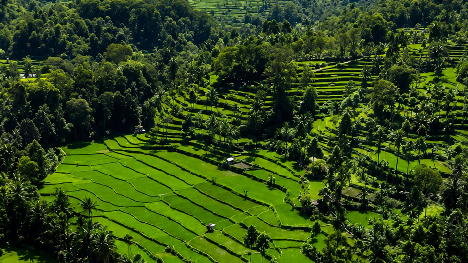 Layanan Digital Desa Ciherang